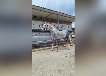 Connemara, Yegua, 4 años, 145 cm, Tordo