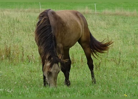 Connemara, Yegua, 4 años, 146 cm, Bayo