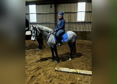 Connemara, Yegua, 4 años, 146 cm, Tordo