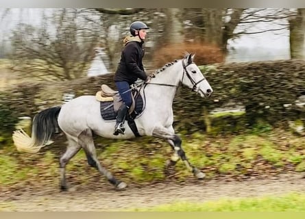 Connemara, Yegua, 4 años, 147 cm, Tordo