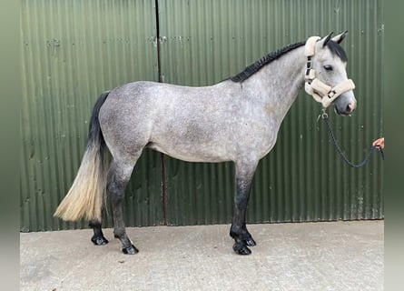 Connemara, Yegua, 4 años, 147 cm, Tordo