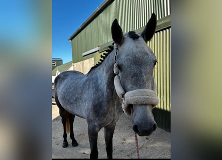 Connemara, Yegua, 4 años, 153 cm, Tordo