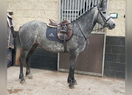 Connemara, Yegua, 4 años, Tordo rodado