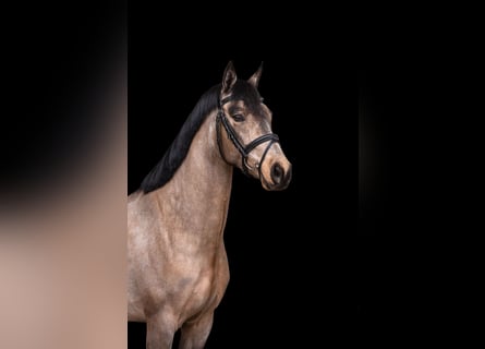 Connemara, Yegua, 5 años, 144 cm, Buckskin/Bayo