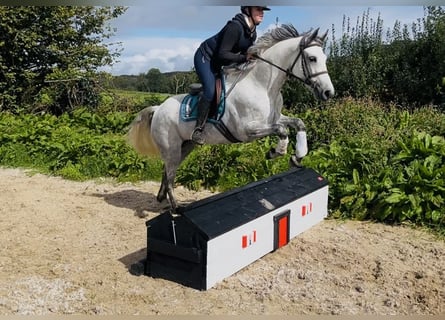 Connemara, Yegua, 5 años, 155 cm, White/Blanco