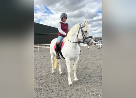 Connemara, Yegua, 5 años, 163 cm, Tordo