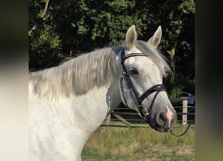Connemara, Yegua, 6 años, 155 cm, Tordo rodado