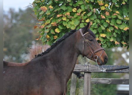 Connemara, Yegua, 7 años, 145 cm, Castaño oscuro