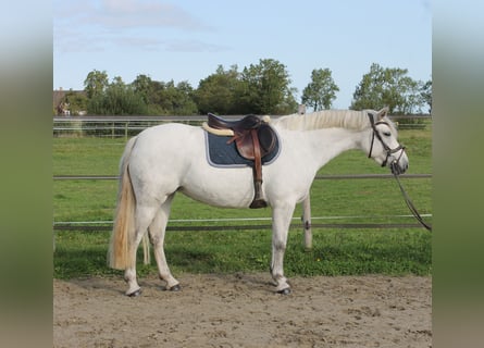 Connemara, Yegua, 7 años, 148 cm, Tordo