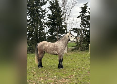 Connemara, Yegua, 7 años, 150 cm, Ruano azulado