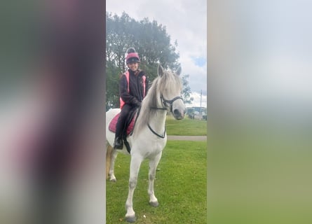 Connemara, Yegua, 7 años, 163 cm, White/Blanco