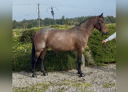 Connemara, Yegua, 8 años, 148 cm, Ruano alazán