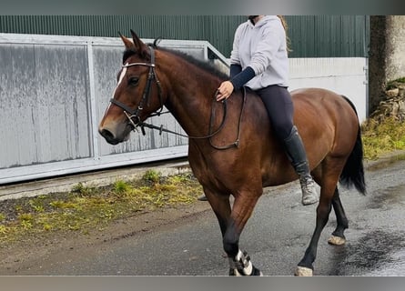 Connemara, Yegua, 9 años, 143 cm, Castaño rojizo