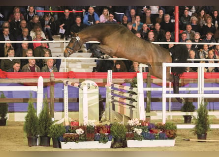 Oldenburger Springpferd, Ogier, 8 lat, 169 cm, Gniada