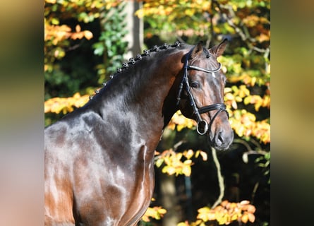 Oldenburger Springpferd, Hengst, 21 Jahre, 172 cm, Brauner