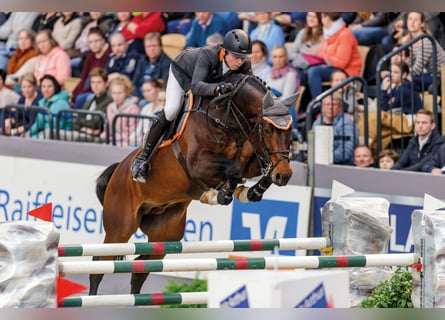 Caballo de salto Oldenburgo, Semental, 15 años, 176 cm, Castaño