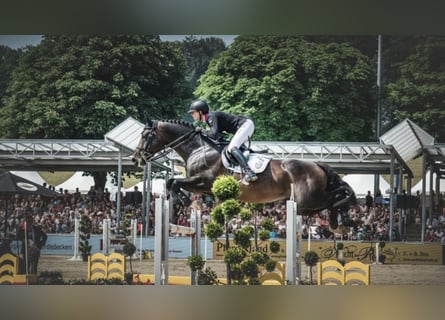 Koń westfalski, Ogier, 19 lat, 171 cm, Gniada