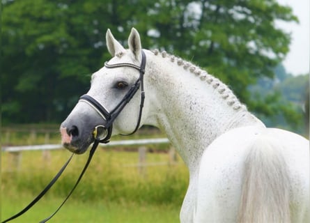 Koń westfalski, Ogier, 21 lat, 173 cm, Siwa