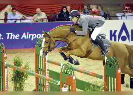 Oldenburg, Stallone, 30 Anni, 168 cm, Sauro