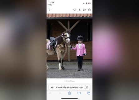 Creme Horse, Ogier, 8 lat