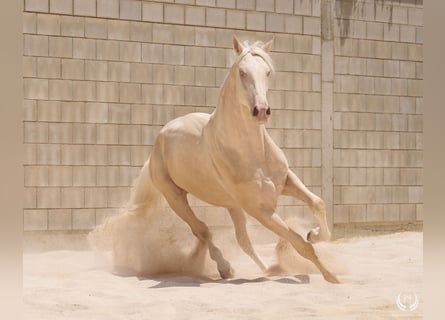 Creme Horse, Stallone, 3 Anni, 170 cm, Cremello