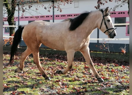 Creme Horse Mix, Stute, 7 Jahre, 155 cm, Falbe
