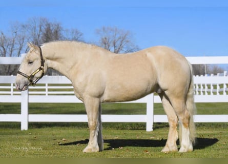 Creme Horse, Wallach, 5 Jahre, 152 cm, Champagne