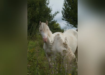 Criollo, Caballo castrado, 2 años, 148 cm, Atigrado/Moteado