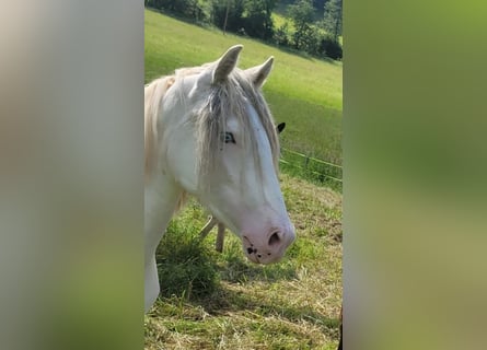 Criollo, Caballo castrado, 2 años, 152 cm, Atigrado/Moteado