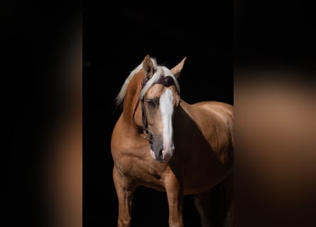 Criollo, Caballo castrado, 5 años, 142 cm, Cremello