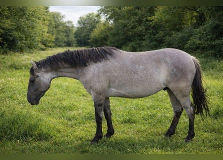 Criollo, Castrone, 3 Anni, 147 cm, Grullo