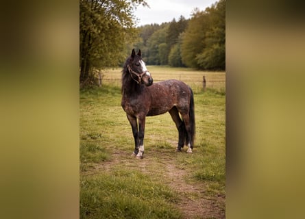 Criollo, Castrone, 3 Anni