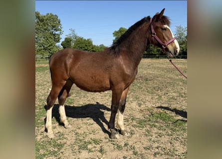 Criollo, Étalon, 1 Année, 135 cm, Bai