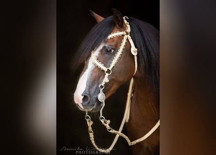 Criollo, Étalon, 9 Ans, 150 cm, Bai