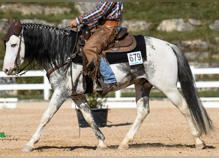 Criollo, Étalon, 8 Ans, 154 cm, Overo-toutes couleurs