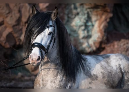 Criollo, Étalon, 8 Ans, 154 cm, Overo-toutes couleurs