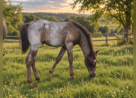 Criollo, Étalon, Poulain (06/2026), 150 cm, Rouan Bleu