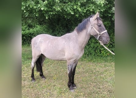 Criollo, Gelding, 2 years, 14,2 hh, Grullo
