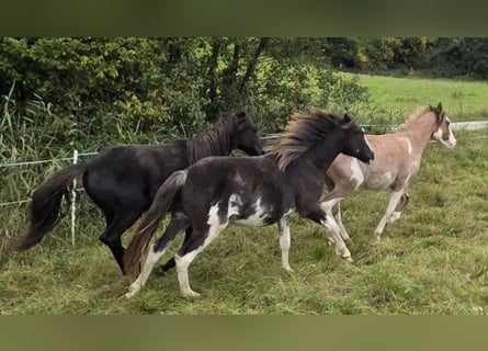 Criollo, Gelding, 2 years, 15.1 hh, Overo-all-colors