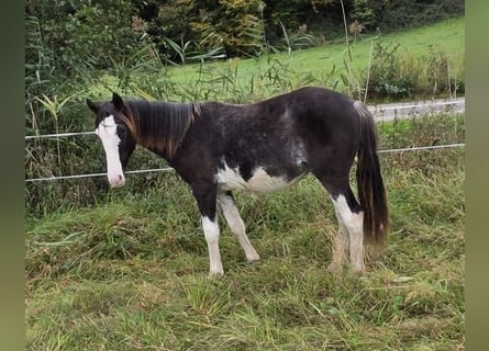 Criollo, Gelding, 2 years, 15.1 hh, Overo-all-colors