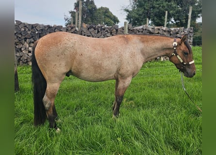 Criollo, Gelding, 3 years, 13,3 hh, Roan-Red