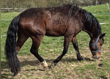 Criollo, Gelding, 3 years, 14,2 hh, Brown