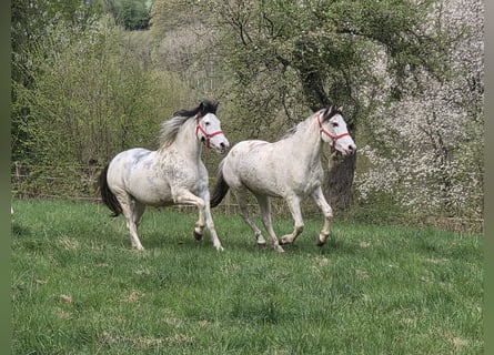 Criollo, Giumenta, 4 Anni, 148 cm, Overo-tutti i colori
