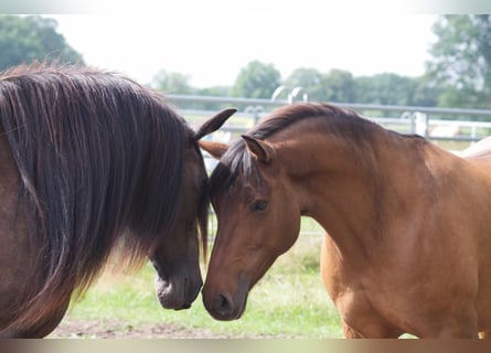 Criollo Mix, Giumenta, 9 Anni, 143 cm, Falbo