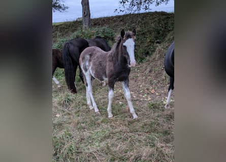 Criollo, Hengst, 1 Jaar, 156 cm, Overo-alle-kleuren