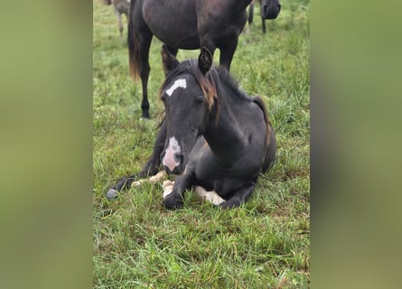 Criollo, Hengst, 1 Jahr, Rappe