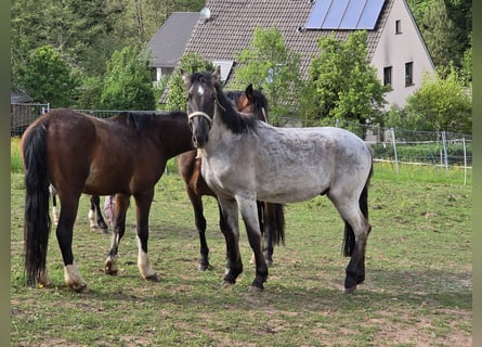 Criollo, Hengst, 2 Jahre, 148 cm, Grullo