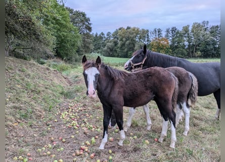 Criollo, Hengst, Fohlen (05/2024), 148 cm, Roan-Blue