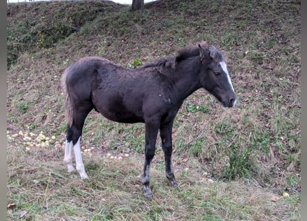 Criollo, Hengst, Fohlen (05/2024), 150 cm, Dunkelfuchs