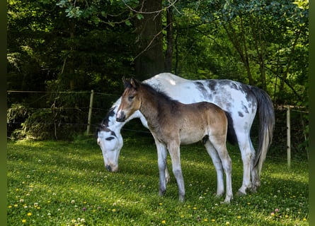 Criollo, Hengst, Veulen (04/2026), 150 cm, Donkerbruin